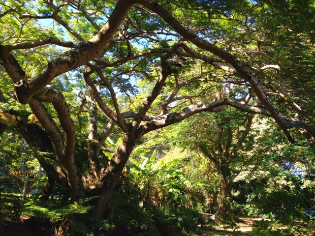 waipio_wayside_bnb162