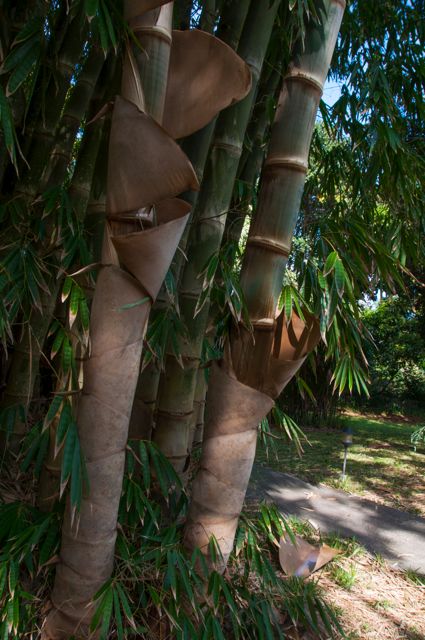 waipio_wayside_bnb072