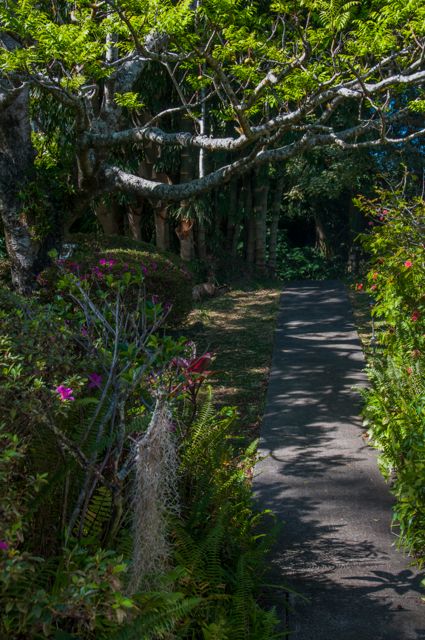 waipio_wayside_bnb101