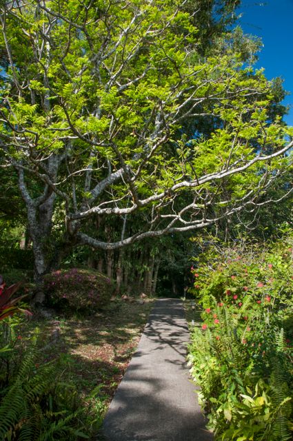 waipio_wayside_bnb066