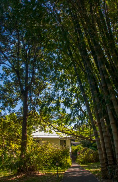 waipio_wayside_bnb092