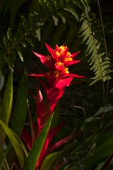 waipio_wayside_bnb093