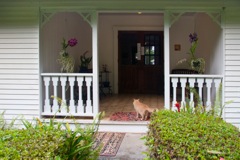 waipio_wayside_bnb024