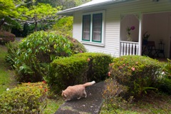 waipio_wayside_bnb025