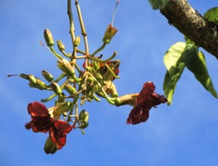 waipio_wayside_bnb127