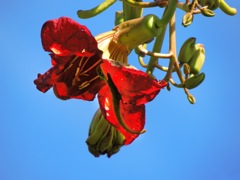 waipio_wayside_bnb128