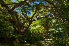 waipio_wayside_bnb085