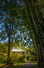 waipio_wayside_bnb092