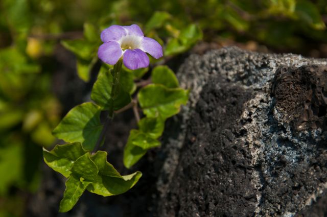 black_sand_beach_condo056