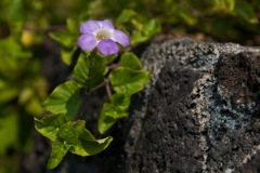 black_sand_beach_condo056